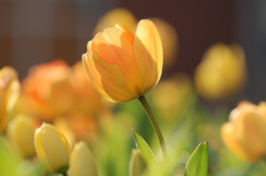 Tulipan Blomstertatovering